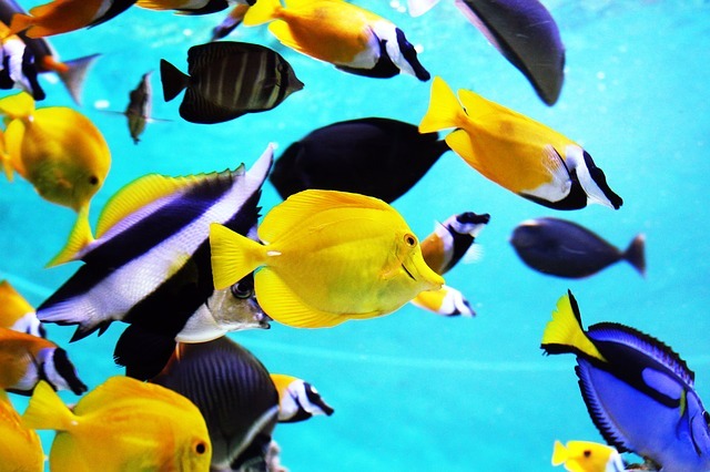 tropical-fish-2395619_640Dessica_Hygrometrie_Aquarium_IMG_9599-001Dessica_Hygrometrie_Aquarium_IMG_9600-001loupe-magnifying-glass-3615985_640.png